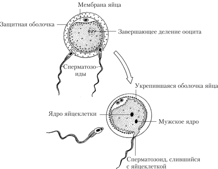 Схема процесса оплодотворения яйцеклетки в яйцеводе.