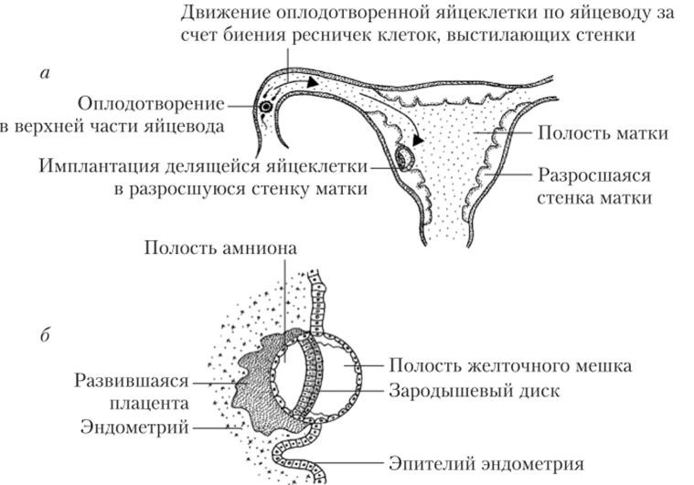 Перемещение яйцеклетки но матке в период от оплодотворения до имплантации (а) и схема процесса имплантации (б).