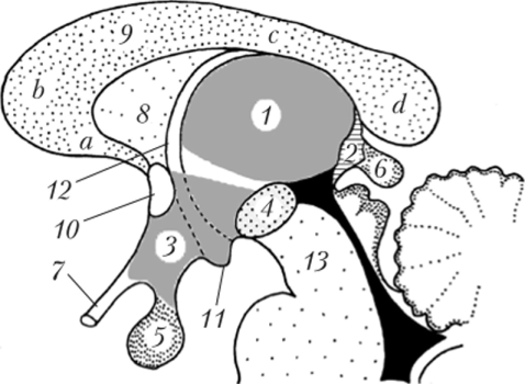 Схема взаимного расположения основных структур промежуточного мозга на сагиттальном срезе.
