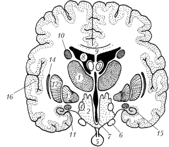 Схема взаимного расположения основных структур промежуточного мозга на фронтальном срезе (между гипоталамусом и мамиллярным телом).