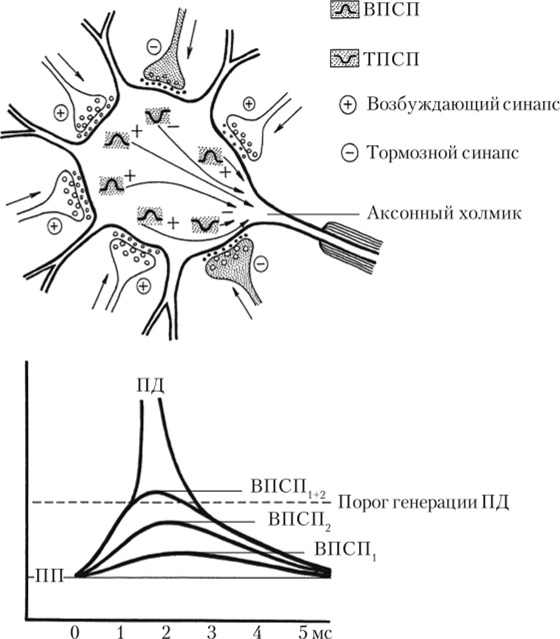 Пространственная суммация ВПСП и ТПСП с участием возбуждающих и тормозных синапсов.