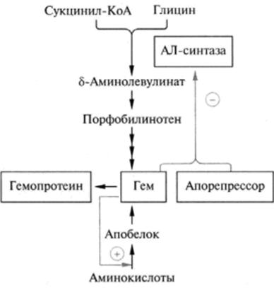 Регуляция синтеза гема по механизму репрессии и дсрспрсссии синтеза АЛ-синтазы в процессе транскрипции.