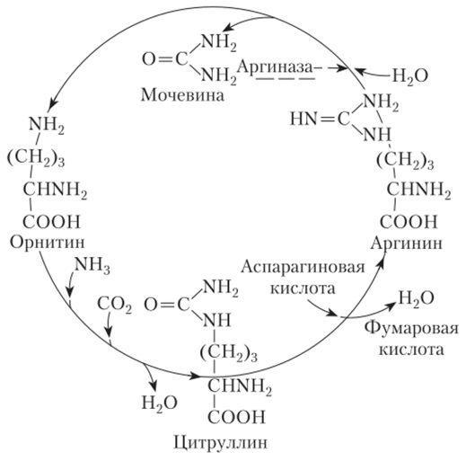 Орнитиновый цикл.