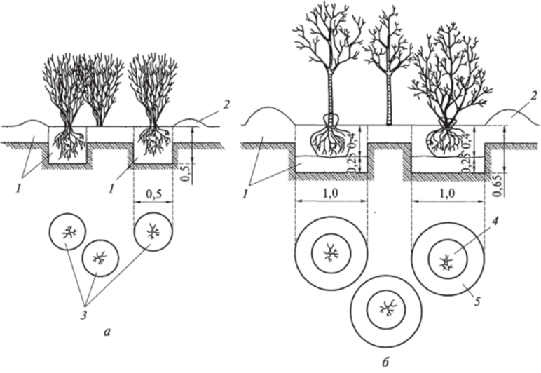Схема посадки кустарников (размеры указаны в м).