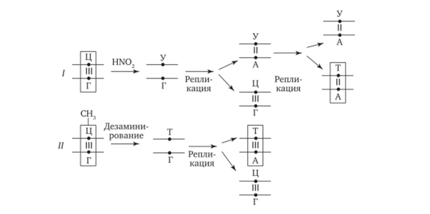Мутации по типу замены основания (дезаминирование азотистых оснований в цепи ДНК).