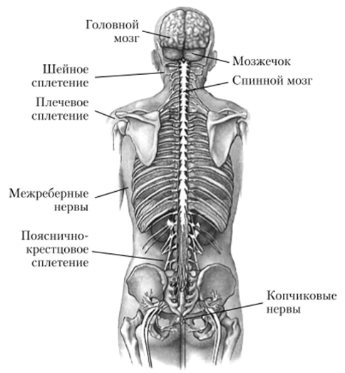 Реферат: Анатомия ЦНС спинного мозга