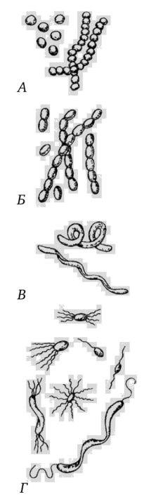 Рис. 3. Различные типы бактерий (по Ф. Айала, Дж. Кайгеру, 1987):