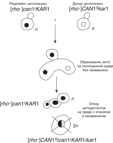Образование и селекция цитодуктантов при задержке кариогамии у дрожжей.