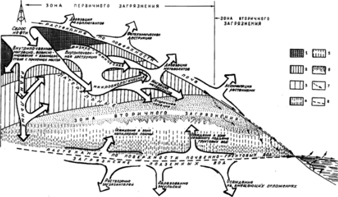 Модель поведения сырой нефти в почвенных экосистемах (Солнцева, 1998).