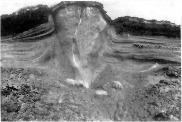 Сингенетическая ледяная жила. На фото хорошо видна деформация слоев осадков на контакте с ледяной жилой (фото Т. П. Кузнецовой).