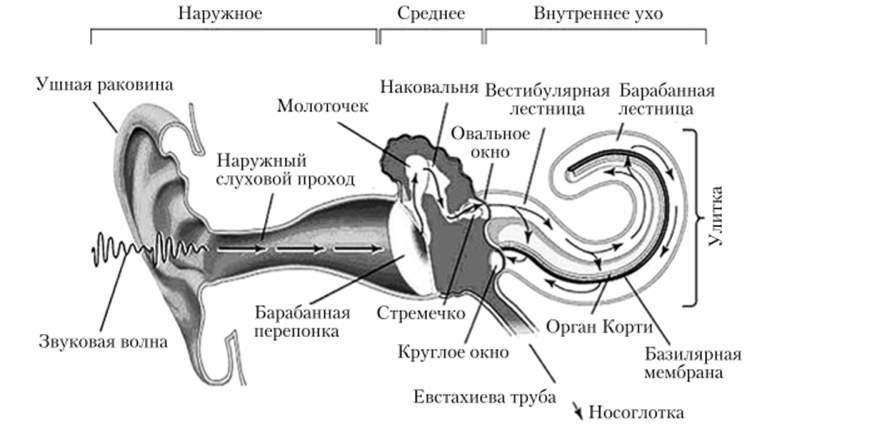 Периферические структуры слуховой системы человека.