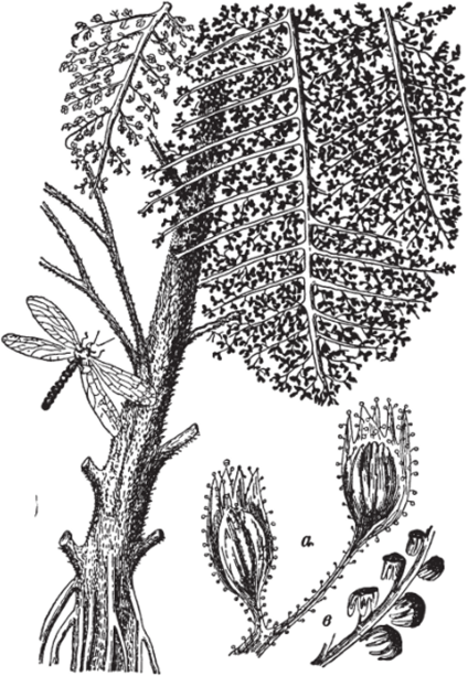 Lyginodendron oldhamium.
