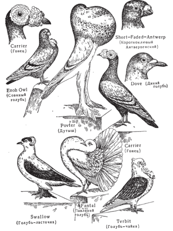 Разные породы голубей.