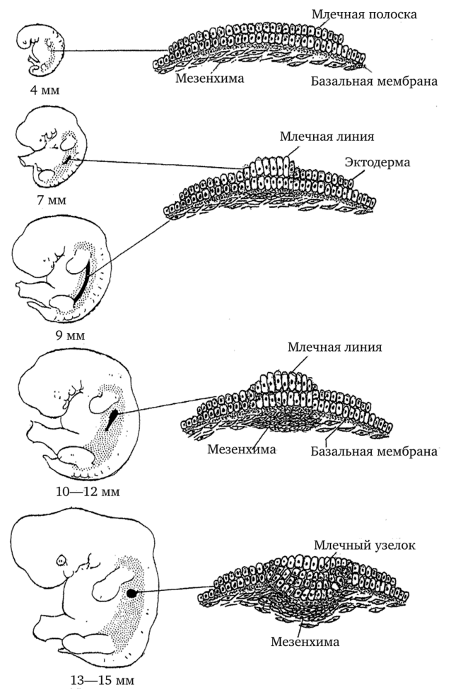 Развитие молочной почки у эмбриона человека (по J. С. Porter, 1974).