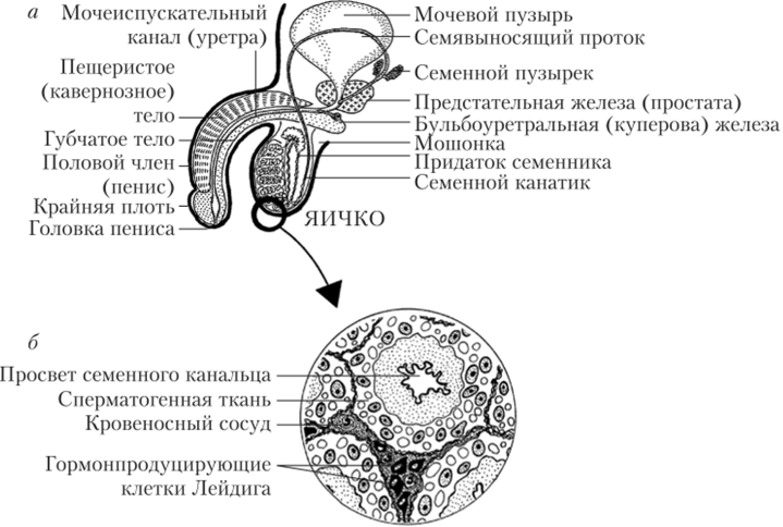 Строение мочеполового аппарата мужчины (а) и поперечный срез семенного канальца (б).