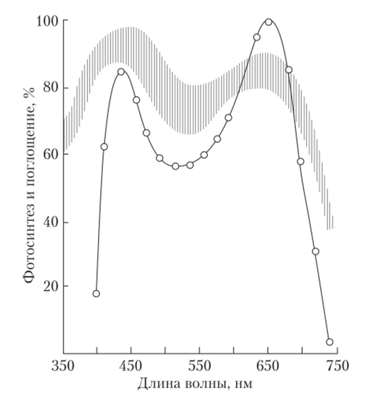Спектр действия фотосинтеза листьев пшеницы (по Гуверу, 1937).