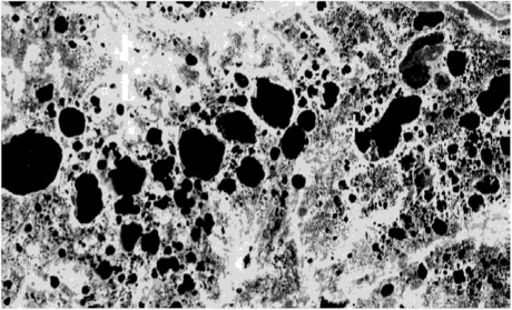 Бесчисленные озера среди болот характерного черного цвета. Космическое ТВ-изображение, крупнейшей в мире Васюганской системы болот, полученное с высоты около 600 км.