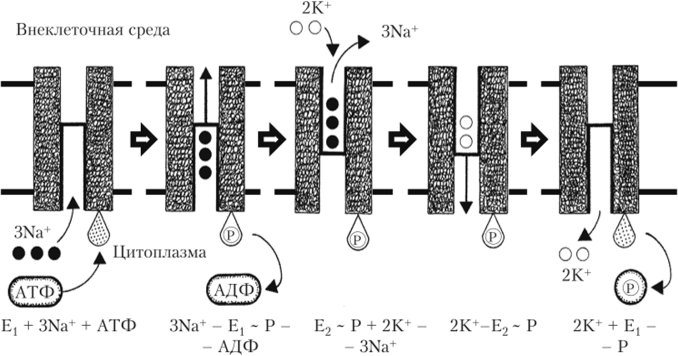 Схема работы нейрональных хлорных транспортеров в сочетании с хлорной утечкой.