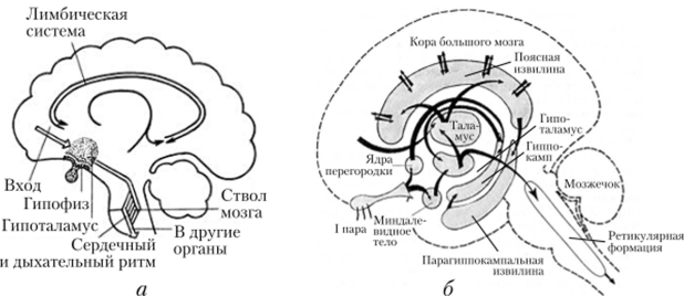 Структуры мозга, участвующие в формировании эмоций (а). Лобные доли и лимбическая система (б) активируют гипоталамус.