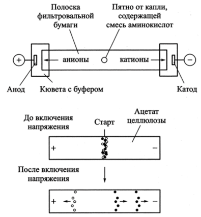 Схема электрофореза на бумаге.