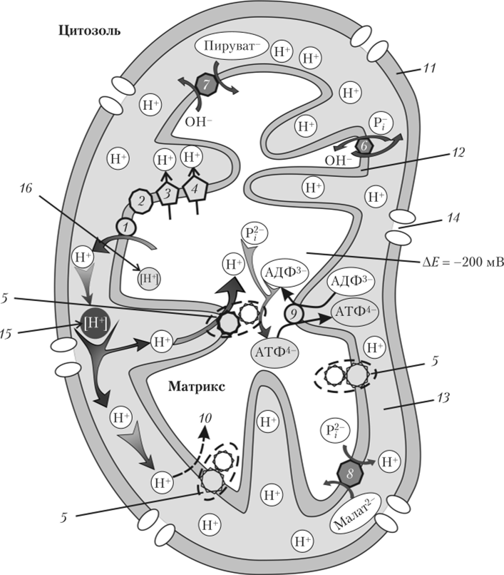Схема транспорта протонов в митохондрии и ее сопряжение с синтезом АТФ.