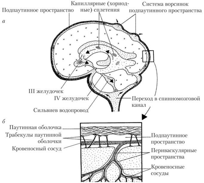 Система образования и циркуляции цереброспинальной жидкости в головном мозге человека (а) и структура подпаутинного.