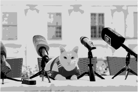 Пресс-конференция кота Ахилла, Эрмитаж.