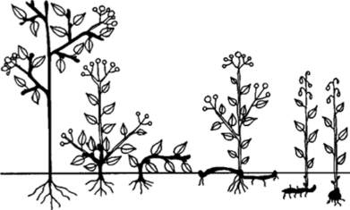 Экологические формы растений (жирным выделены структурные элементы растений, предназначенные для переживания неблагоприятного времени года).