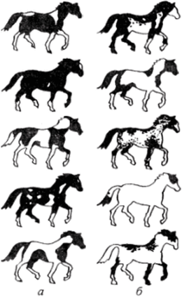 Варьирование пегости у лошадей под влиянием генов-модификаторов.
