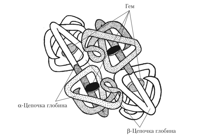 Схема строения молекулы гемоглобина.