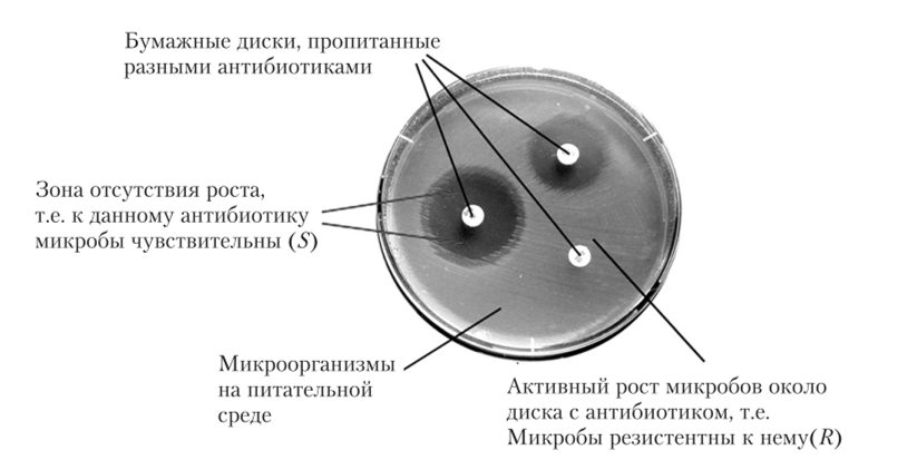 Стерильные зоны вокруг дисков с антибиотиками на бактериальном.