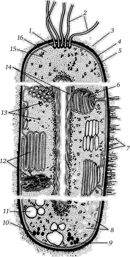 Схема строения бактериальной клетки (по.