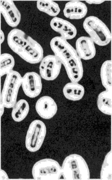 Капсулы Bacillus megaterium, х2160 (по.
