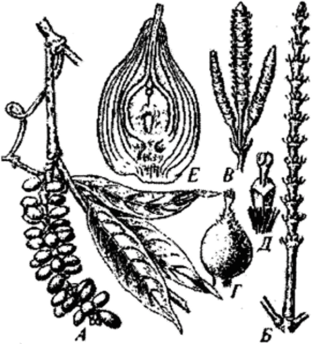 Гнетум (Gnetum sp.).