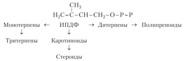 Синтез вторичных метаболитов.