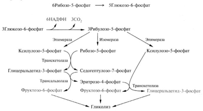 Схема реакций пентозофосфатного пути.