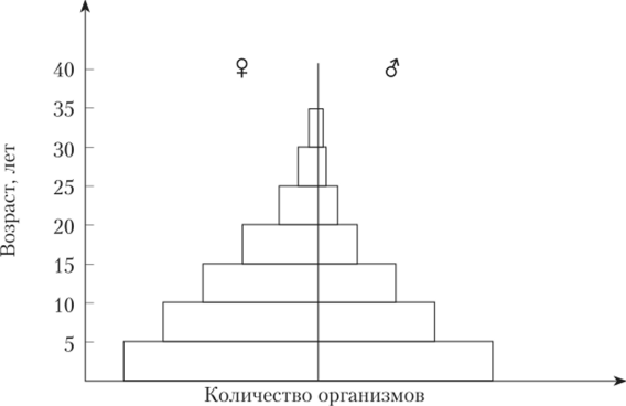 Возрастная пирамида «молодой» популяции (преобладают особи младших возрастных групп).