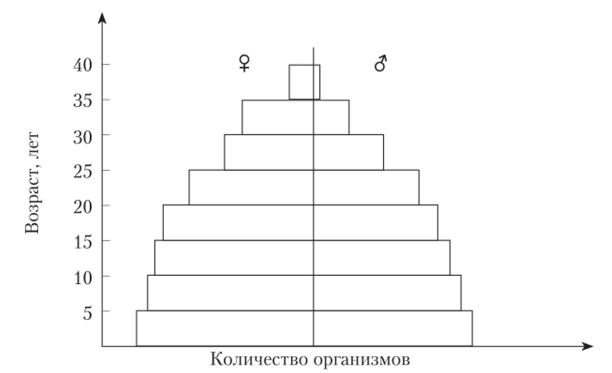 «Нормальная» возрастная пирамида (в популяции приблизительно равное количество молодых и средневозрастных особей).