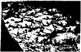 Письменная текстура пегматита. Белое — микроклин, темное — кварц. 1/4 натуральной величины.