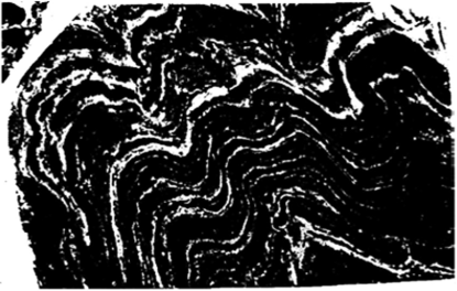 Плойчато-сланцевая текстура железистого кварцита (по М. П. Исаенко). Магнетит — белое; кварц — черное. Погромецкое месторождение, Курская магнитная аномалия (КМА). Полированный штуф. 4/5 натуральной.