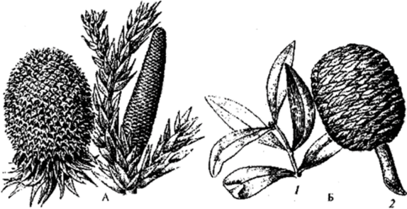 Араукариевые (Araucariaceae).