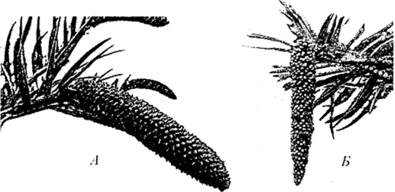 Wollemia nobilis А - женская шишка; Б - мужская шишка.