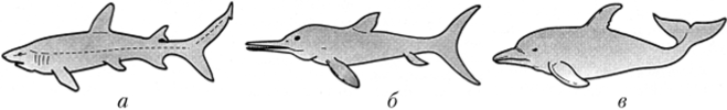 Форма тела и органы движения у акулы (хрящевые рыбы) (а), ихтиозавра (рептилии) (б) и дельфина (млекопитающие) (в).