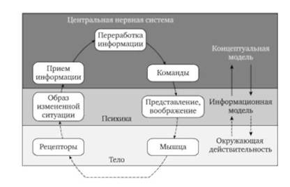 Схема идеомоторного акта (В. Г. Сивицкий, 2003).