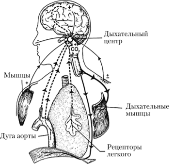 Расположение и схема функционирования дыхательного центра.