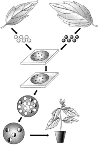 Получение соматических гибридов растений (по Н. А. Картель).