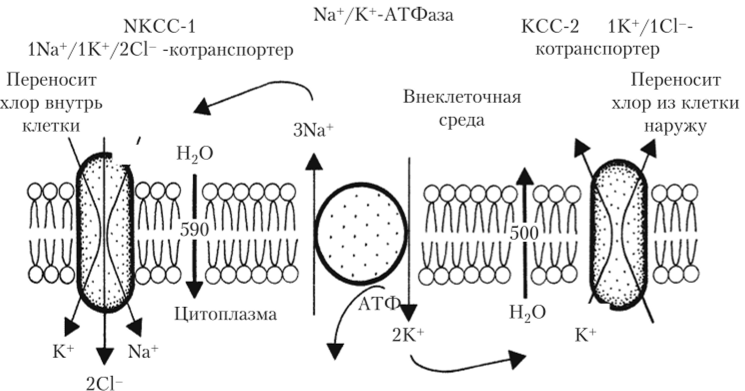 Схема работы двух котранспортеров хлора — NKCC1 и КСС2.