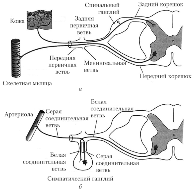 Схема дуг соматического (а) и вегетативного (б) рефлексов спинного мозга.