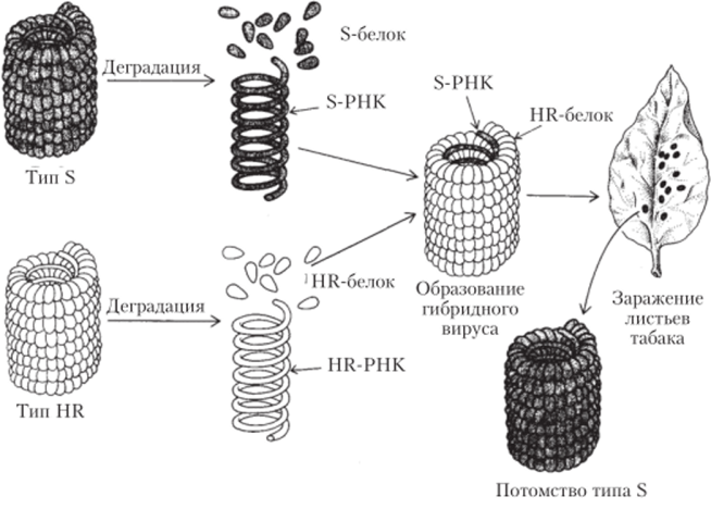 Разделение частиц вируса табачной мозаики на РНК и белковые субъединицы.