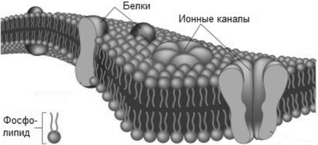 Схематичное строение клеточной мембраны.
